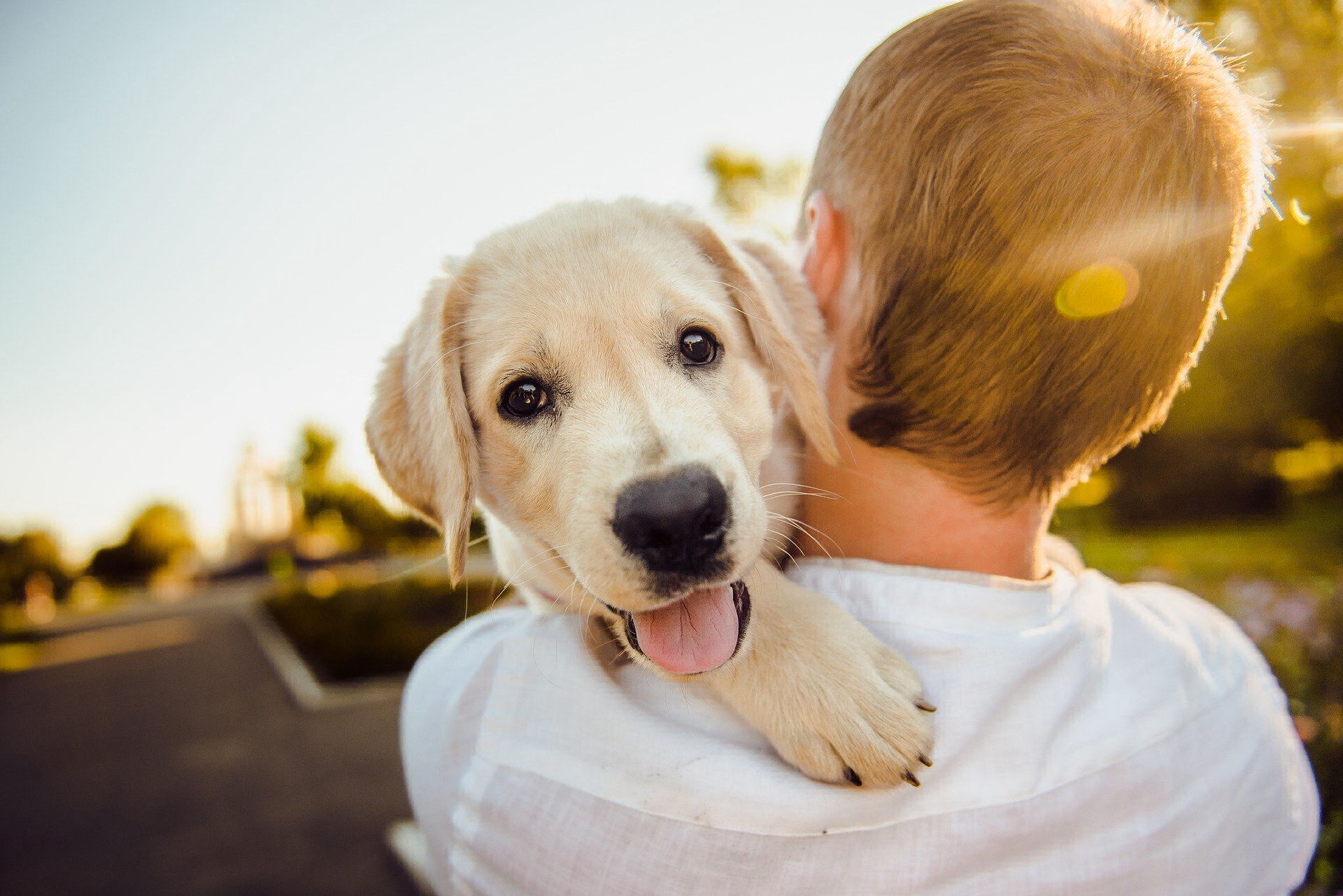 haverhill ma dog daycare